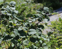 Imagem de Alnus mandschurica (Callier) Hand.-Mazz.