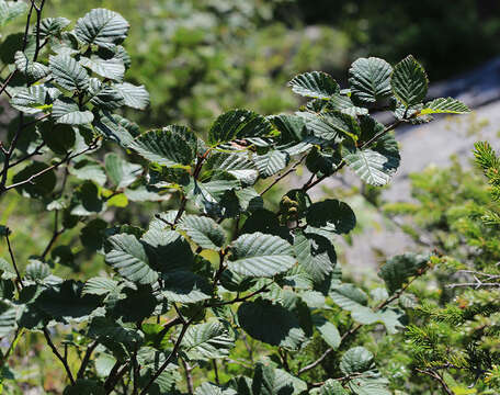 Alnus mandschurica (Callier) Hand.-Mazz.的圖片