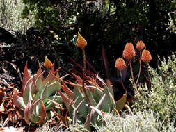 Image of Aloe perfoliata L.