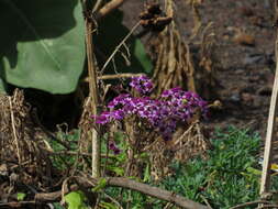 Plancia ëd Pericallis papyracea (DC.) B. Nord.