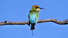 Image of Rainbow Bee-eater