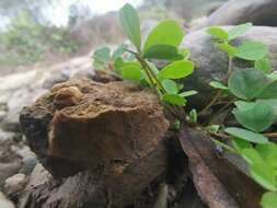 Sivun Astragalus sinicus L. kuva