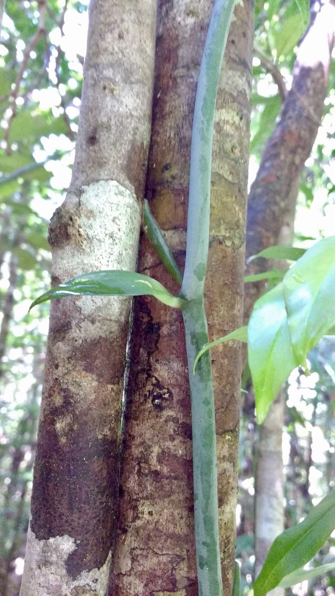 Image of Vanilla coursii H. Perrier