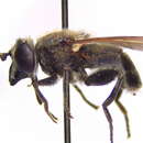 Image of Arctosyrphus willingii