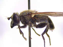 Image of Arctosyrphus willingii