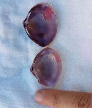 Image of rayed trough clam