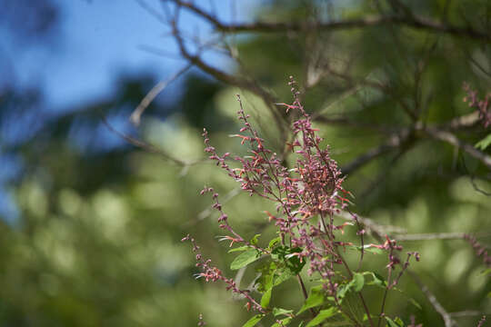 Image de Salvia lasiantha Benth.