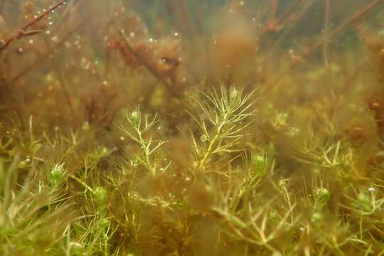 Image of Dwarf Bladderwort