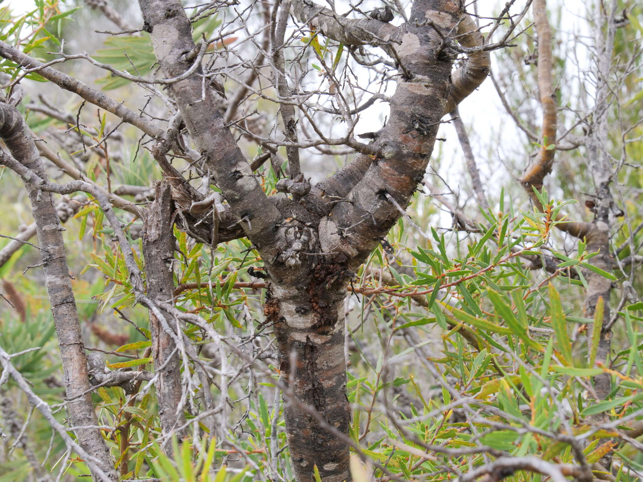 Image of Hakea linearis R. Br.