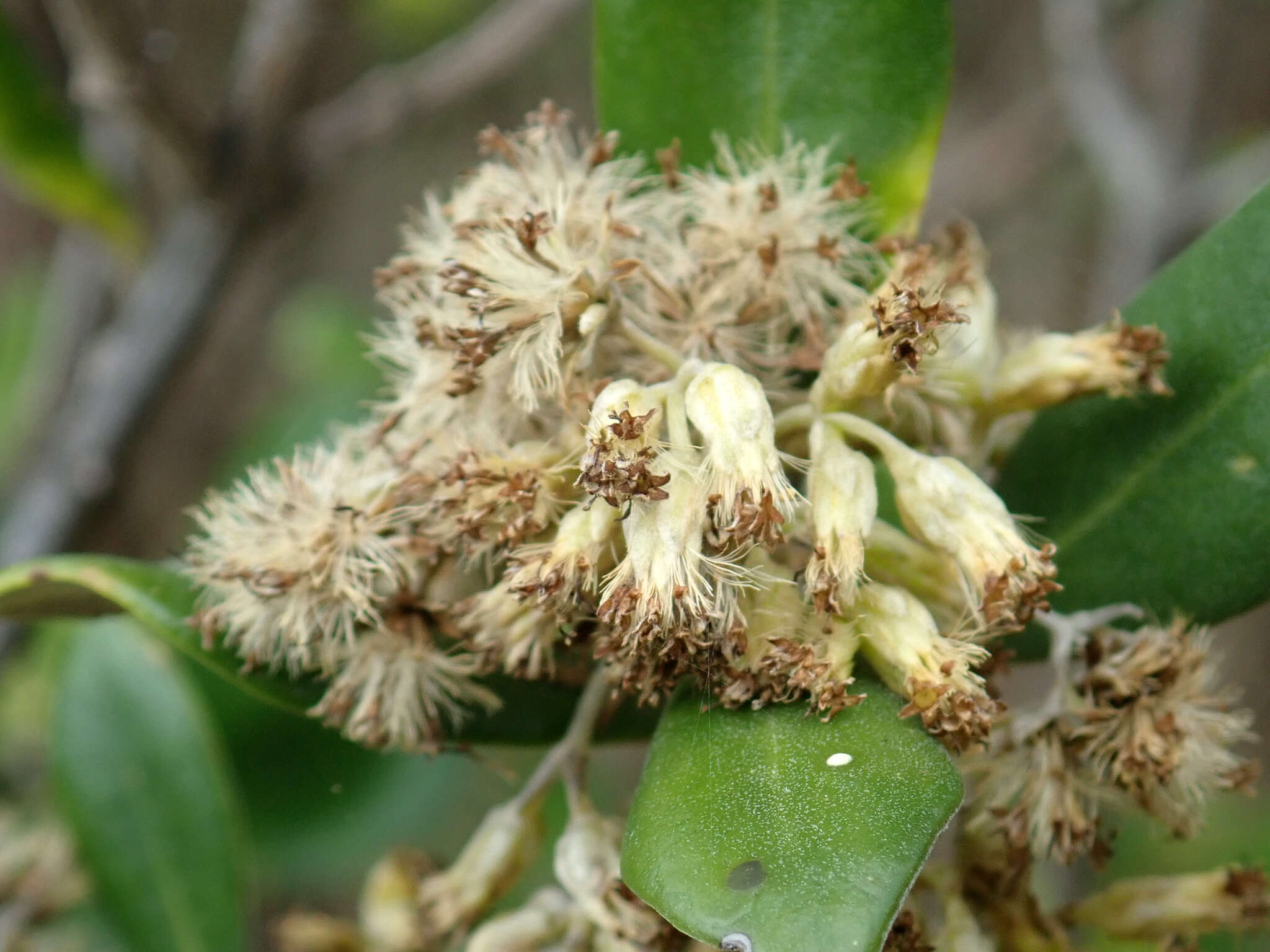 Image of <i>Olearia traversiorum</i>