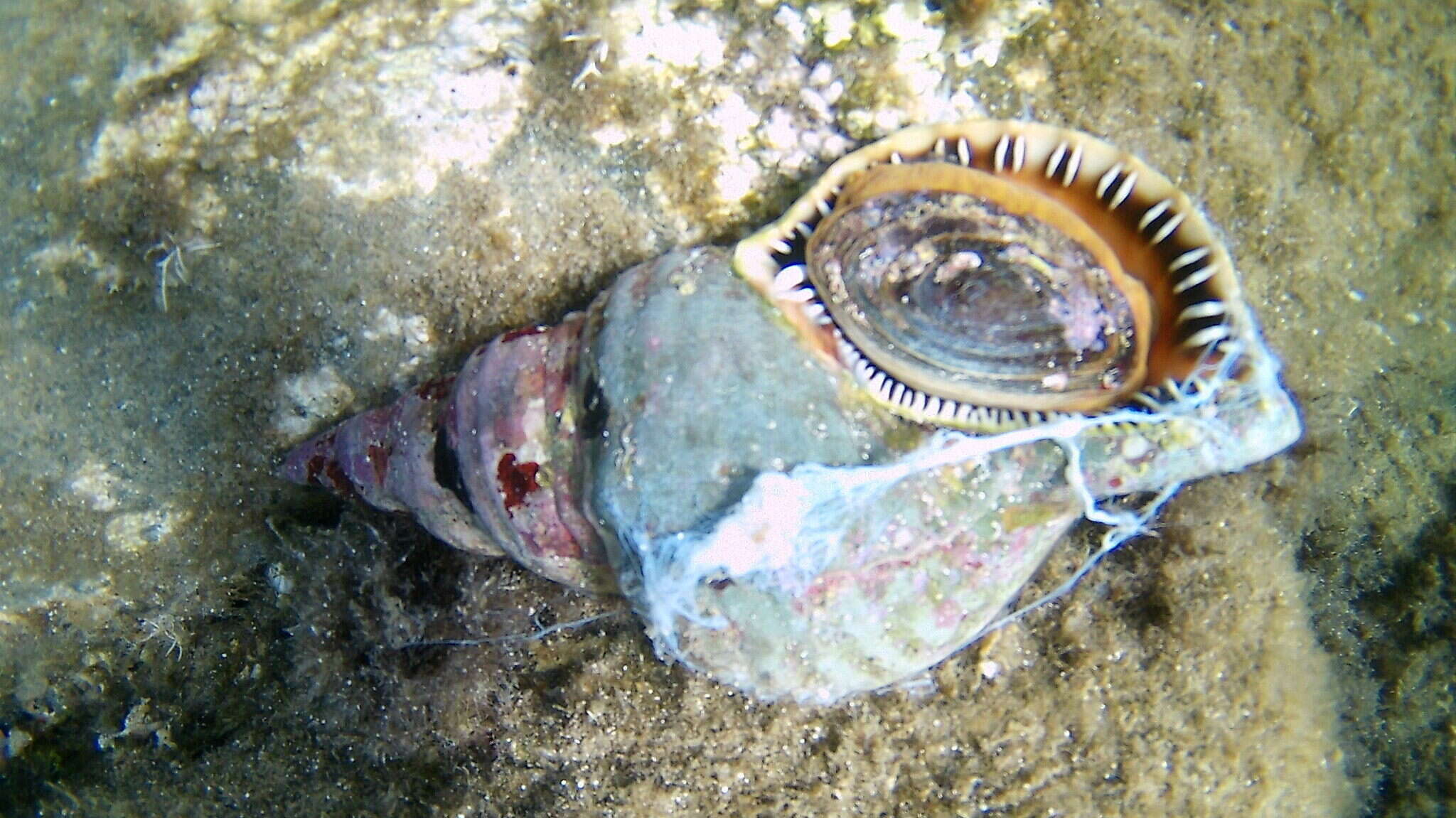 Image of Atlantic triton