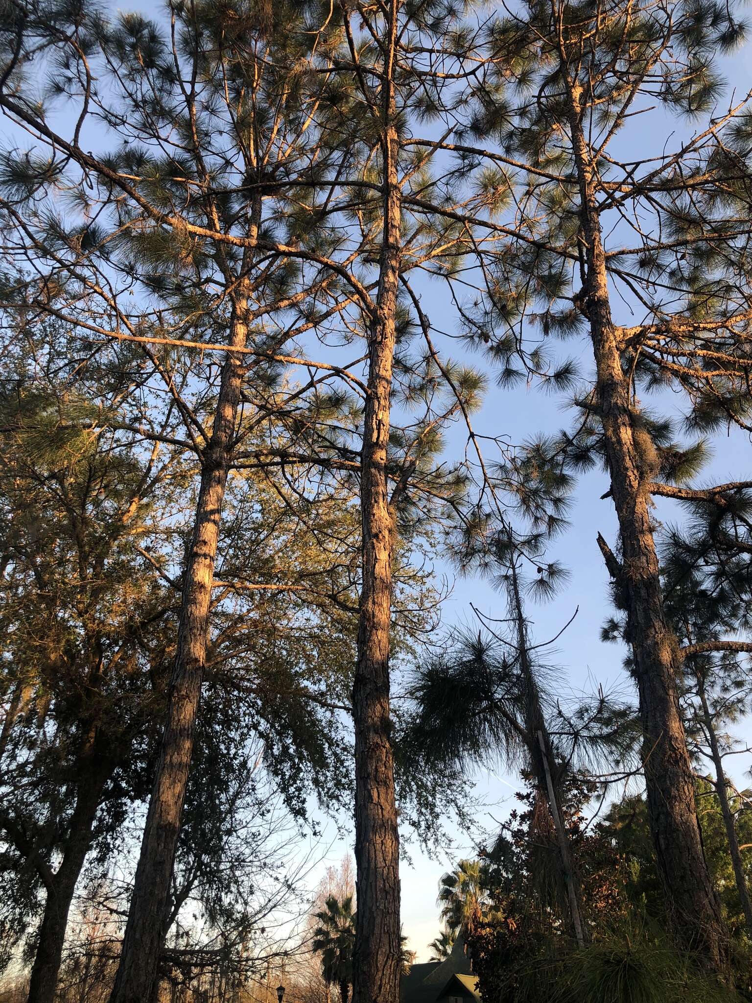 Image of south florida slash pine