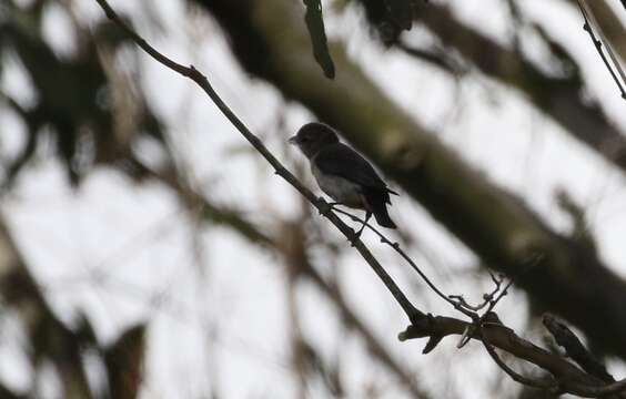 Image of Mistletoebird