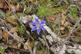 Image of Tigridia longispatha (Herb.) Goldblatt