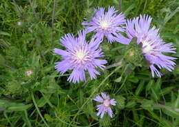 Image of Stokesia