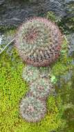 Image of Mammillaria rhodantha subsp. fera-rubra (F. Schmoll ex R. T. Craig) D. R. Hunt