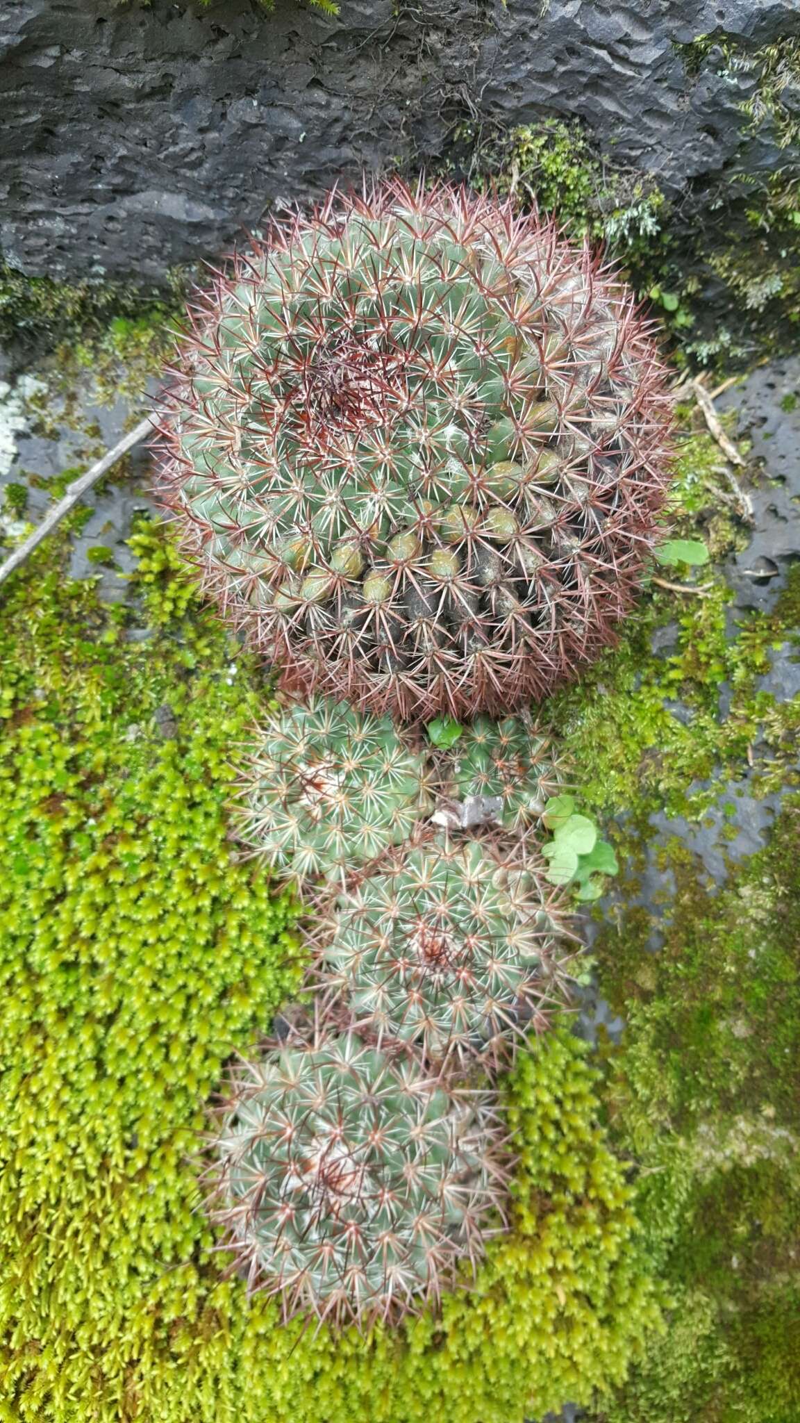 Image of Mammillaria rhodantha subsp. fera-rubra (F. Schmoll ex R. T. Craig) D. R. Hunt