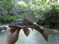 Hypostomus froehlichi Zawadzki, Nardi & Tencatt 2021的圖片