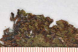 Image of Moerckia hibernica (Hook.) Gottsche