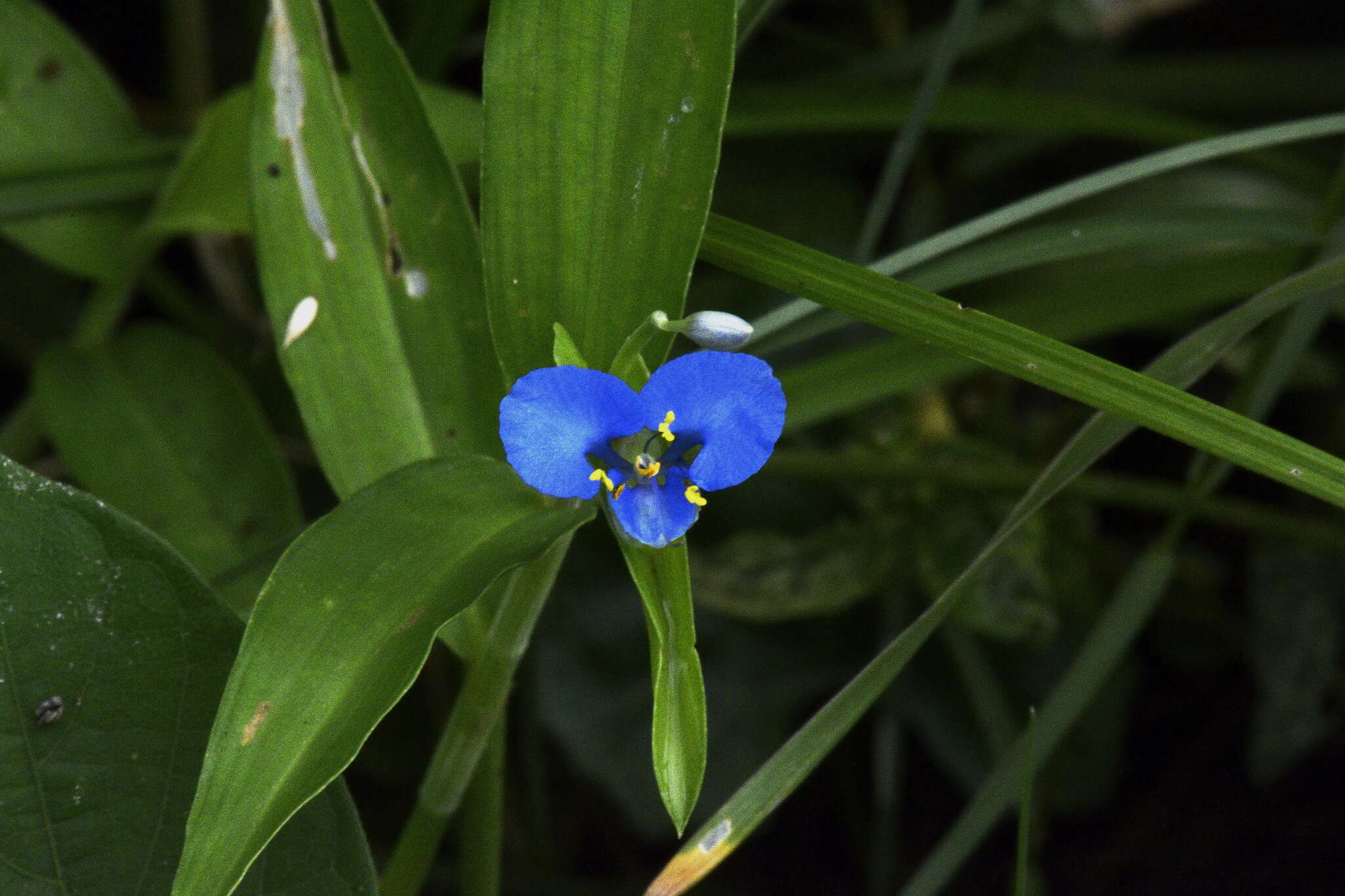 Image of Commelina clavata C. B. Clarke