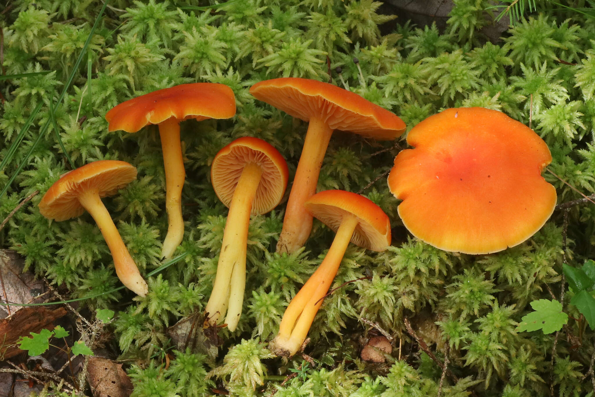 Plancia ëd Hygrocybe squamulosa (Ellis & Everh.) Arnolds 1995