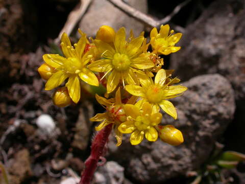 Image of Aeonium simsii (Sweet) W. T. Stearn