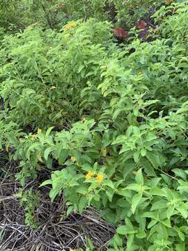 Image of Florida shrubverbena