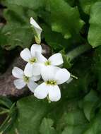 Image of Arabidopsis halleri (L.) O'Kane & Al-Shehbaz