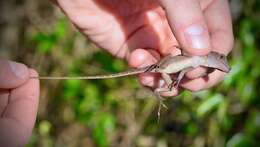 Imagem de Anolis cybotes Cope 1862