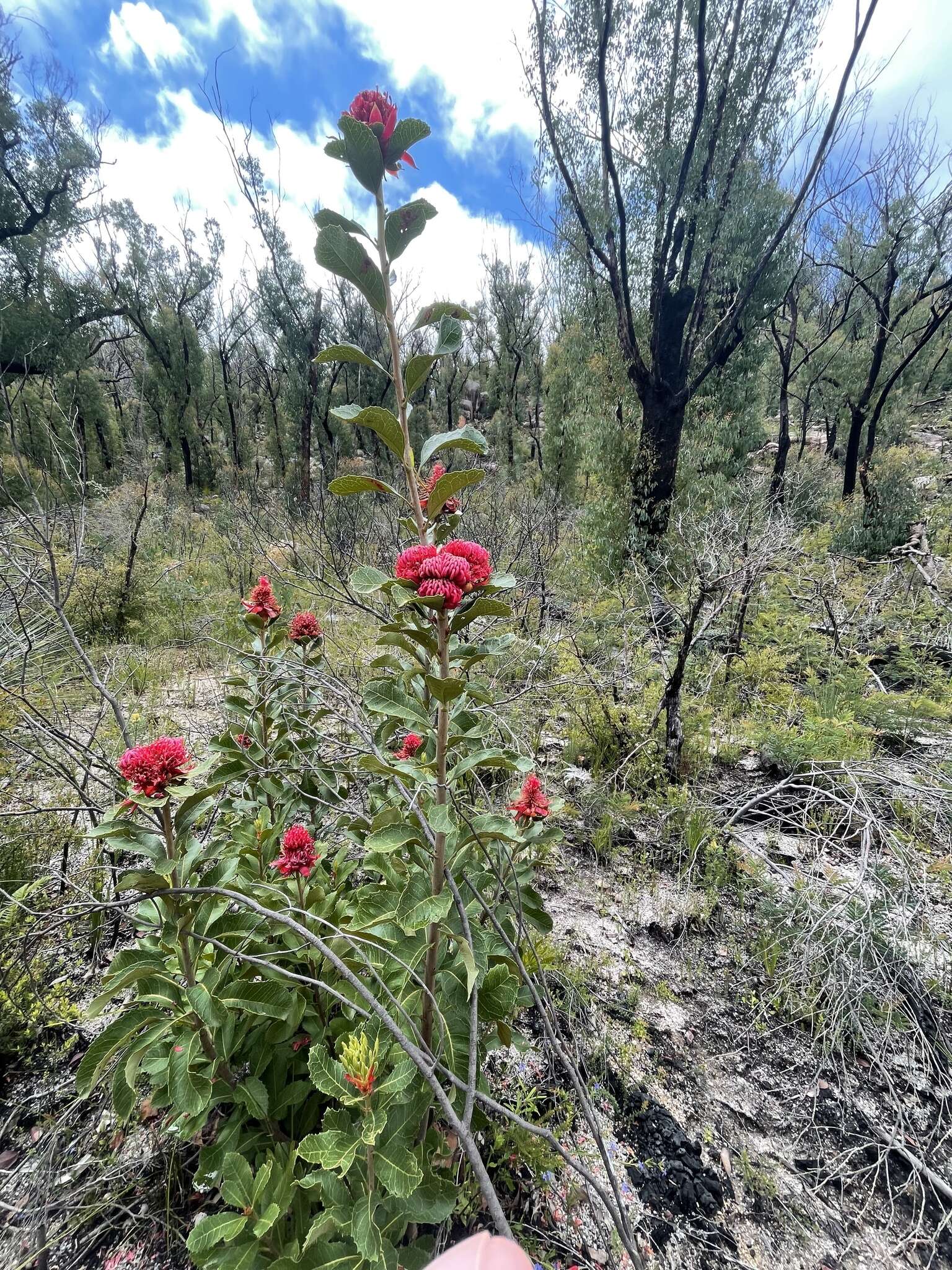 Image of Telopea aspera M. D. Crisp & P. H. Weston