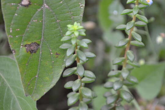 Image of Sedum calcicola Robinson & Greenm.