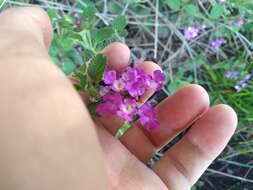 Image of Lantana megapotamica (Spreng.) Tronc.