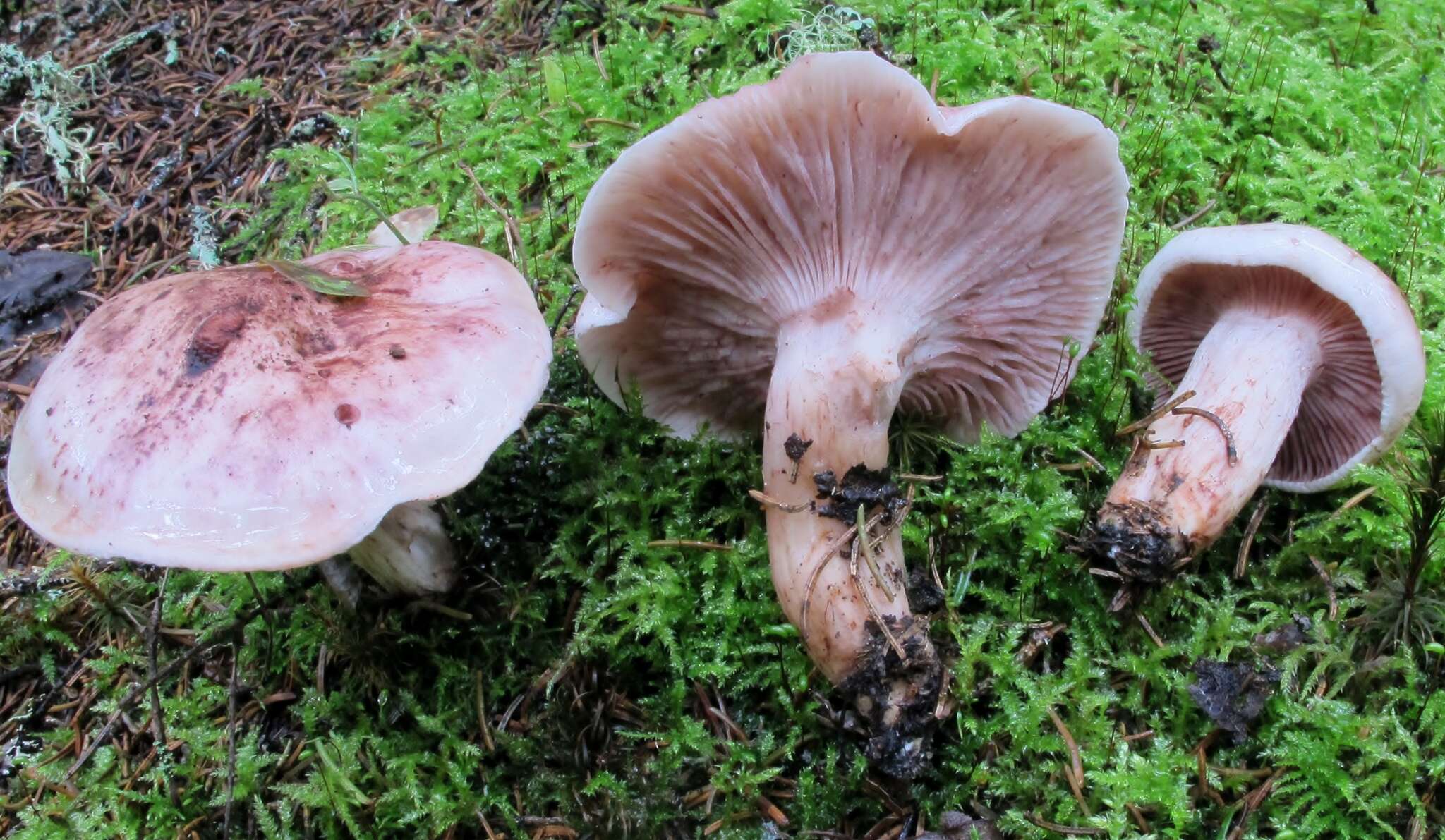 Image of Hygrophorus erubescens (Fr.) Fr. 1838