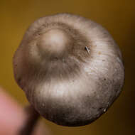 Tephrocybe resmi