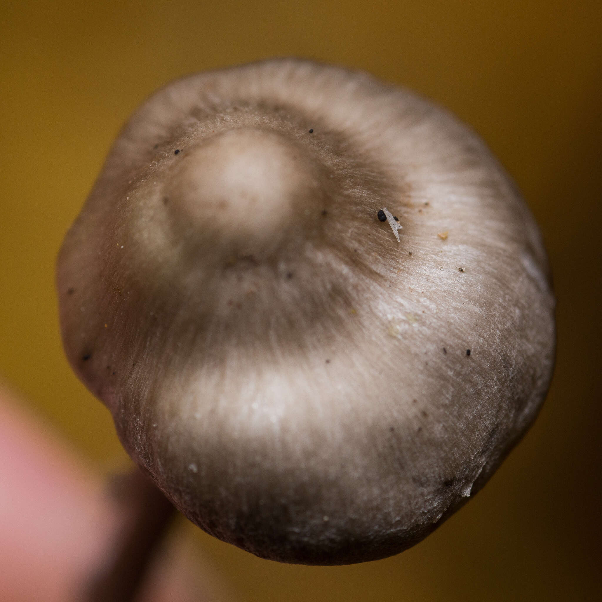 Image of Tephrocybe