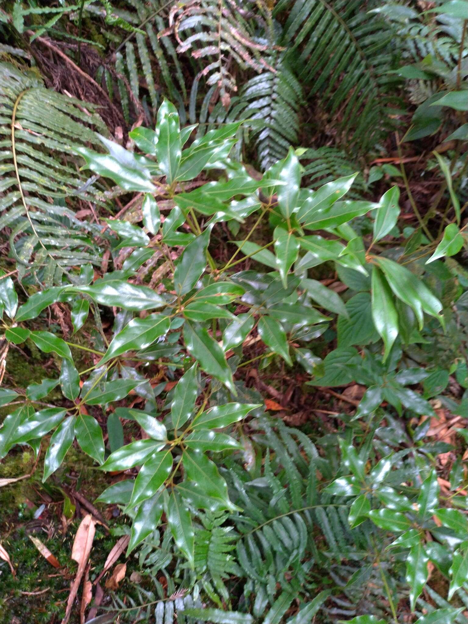 Image of Neolitsea acuminatissima (Hayata) Kaneh. & Sasaki