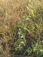 Eupatorium sullivaniae E. E. Schill.的圖片