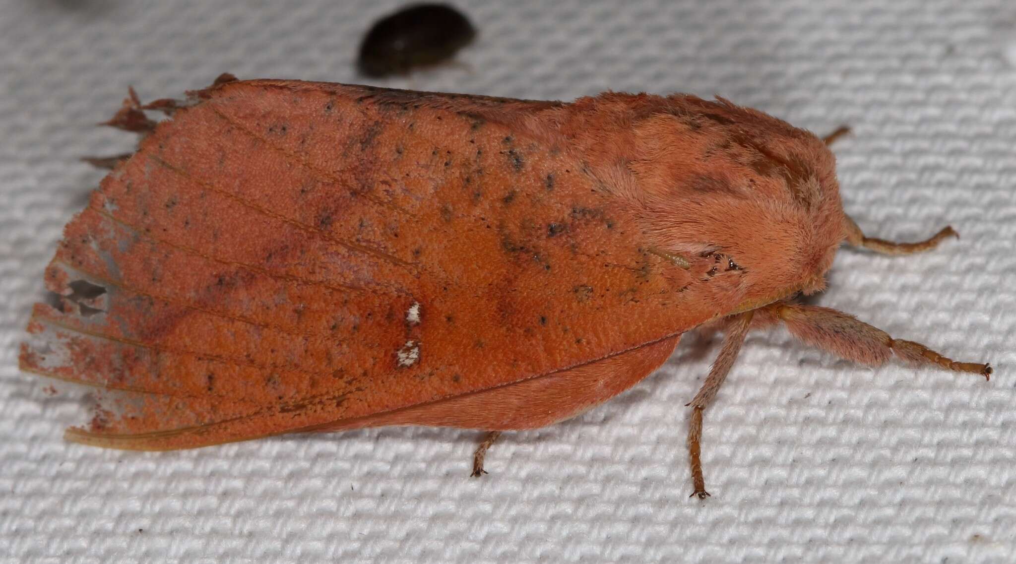 Image of Syssphinx bicolor (Harris 1841)