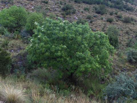 Image of fragrant ash