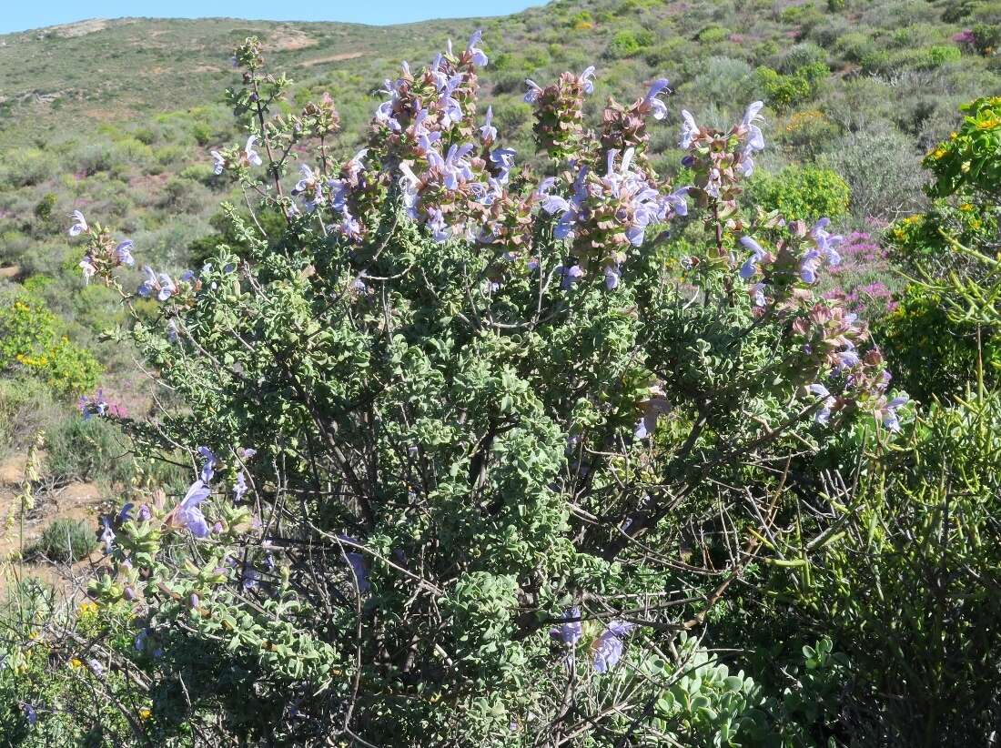 Imagem de Salvia dentata Aiton