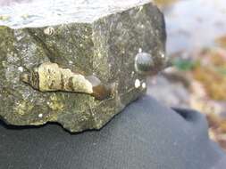 Image of Striped clingfish