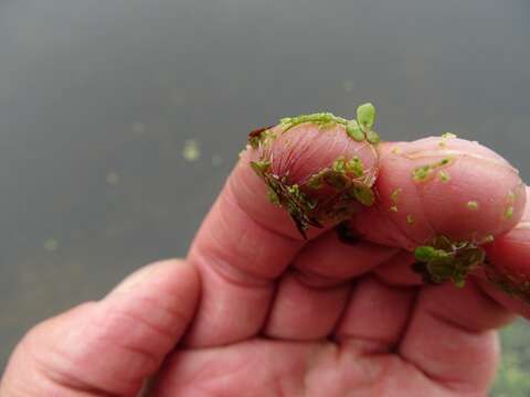 Image of northern watermeal