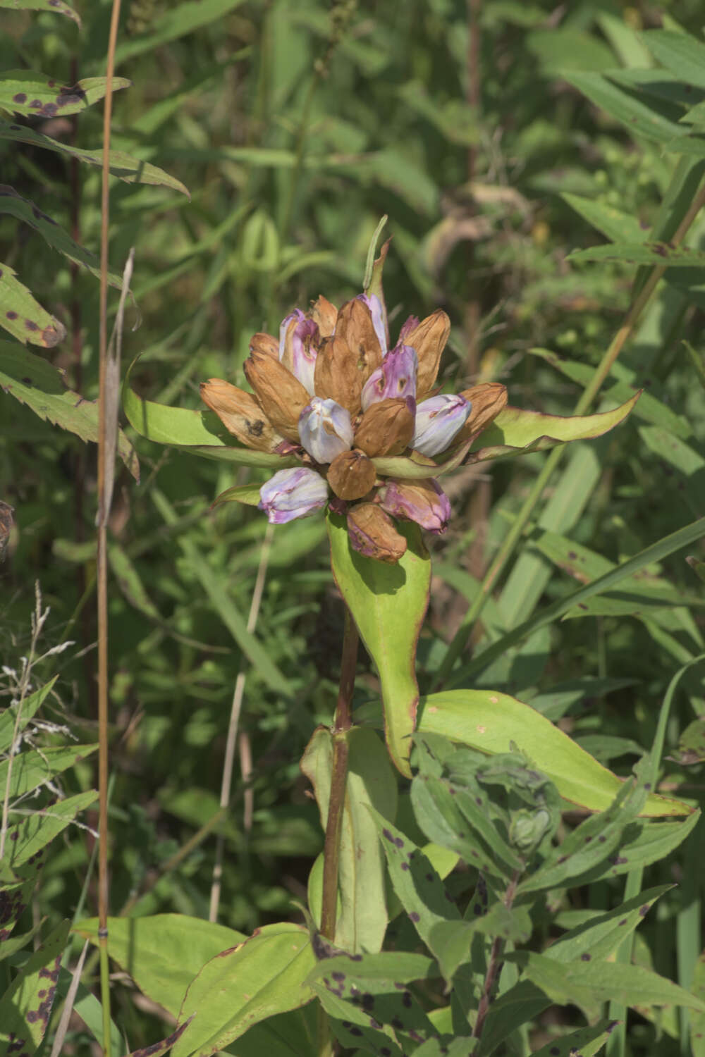 Image of gentian