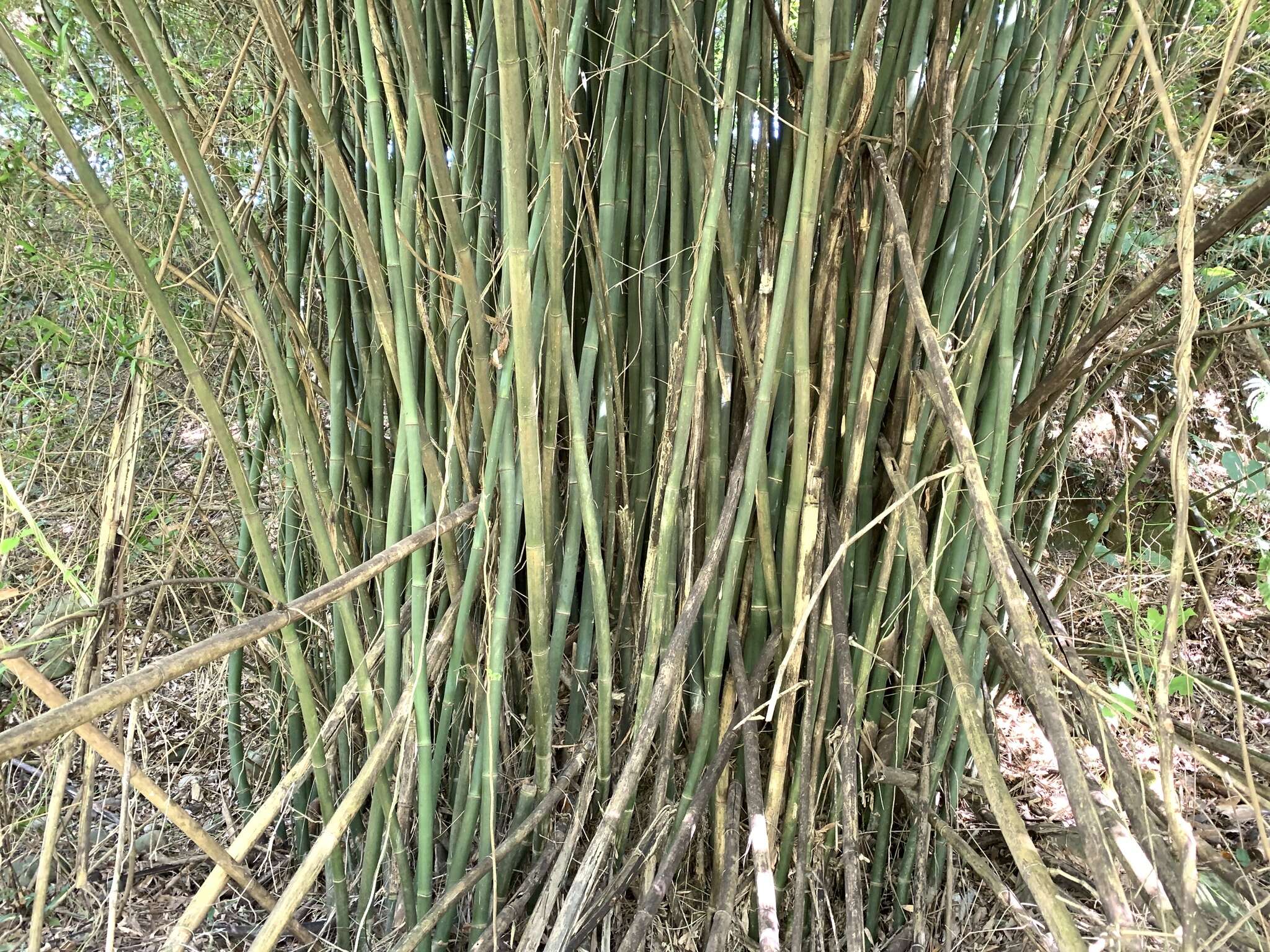 Image of Bambusa pachinensis Hayata