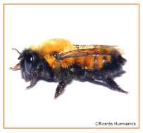 Image of Megachile semirufa Sichel 1867