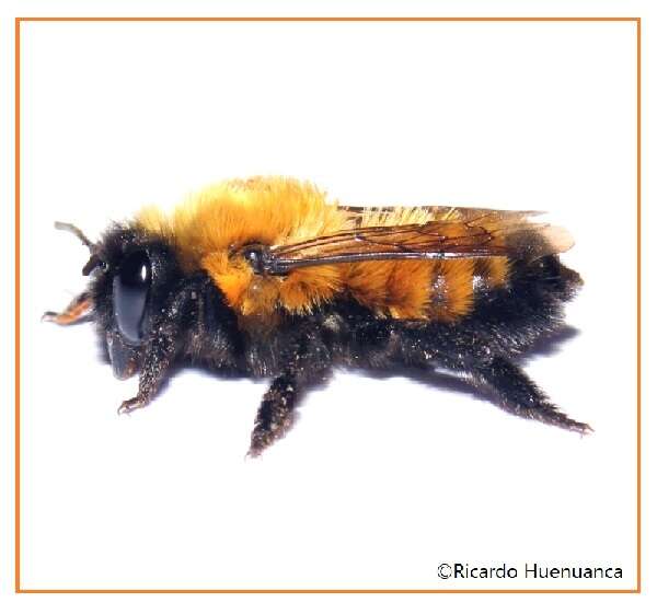 Image of Megachile semirufa Sichel 1867