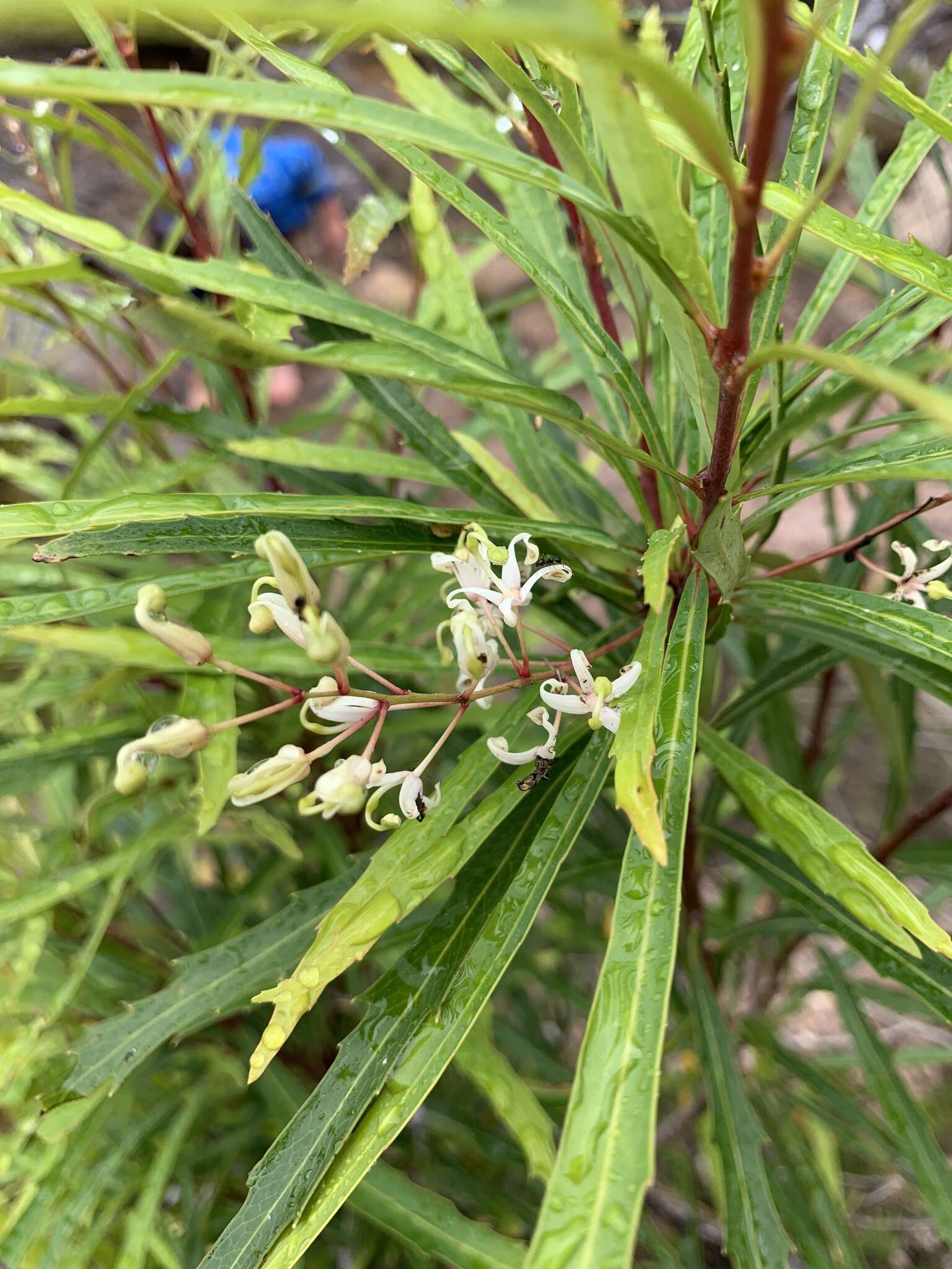 Image de Lomatia myricoides (C. F. Gaertner) Domin