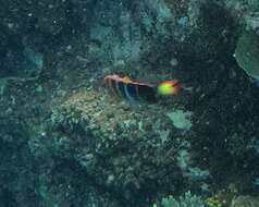 Image of Harlequin Tuskfish