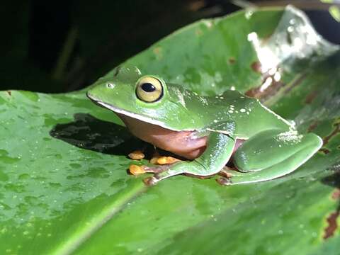 Слика од Zhangixalus aurantiventris (Lue, Lai & Chen 1994)
