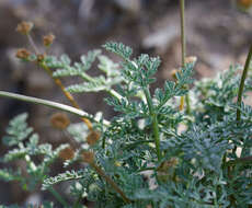 Image of Mt. Hamilton desertparsley